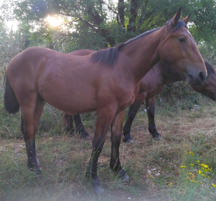 Onyx Du Mas