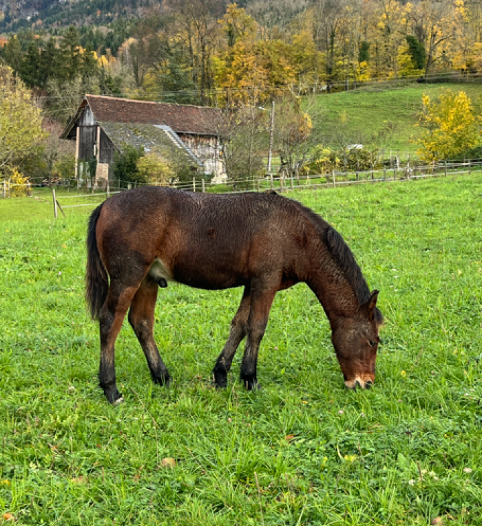 PALAQUIT DU PERTHUIS
