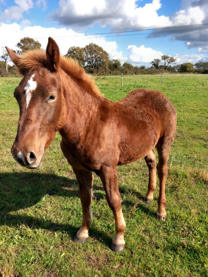 PRESTIGE DU PETIT PAS