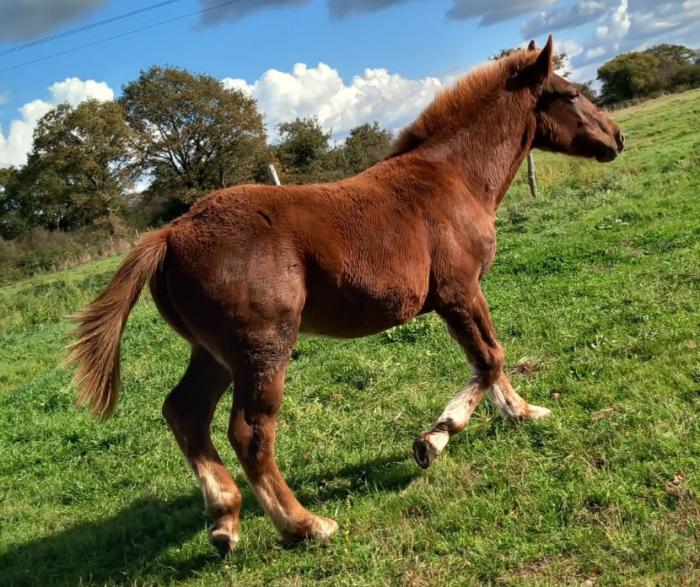 PRESTIGE DU PETIT PAS