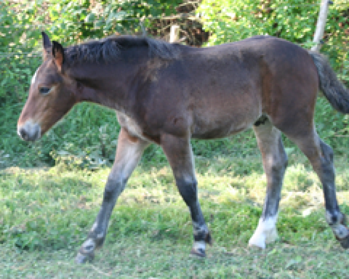 PTIT PRINCE DU SUPPEY